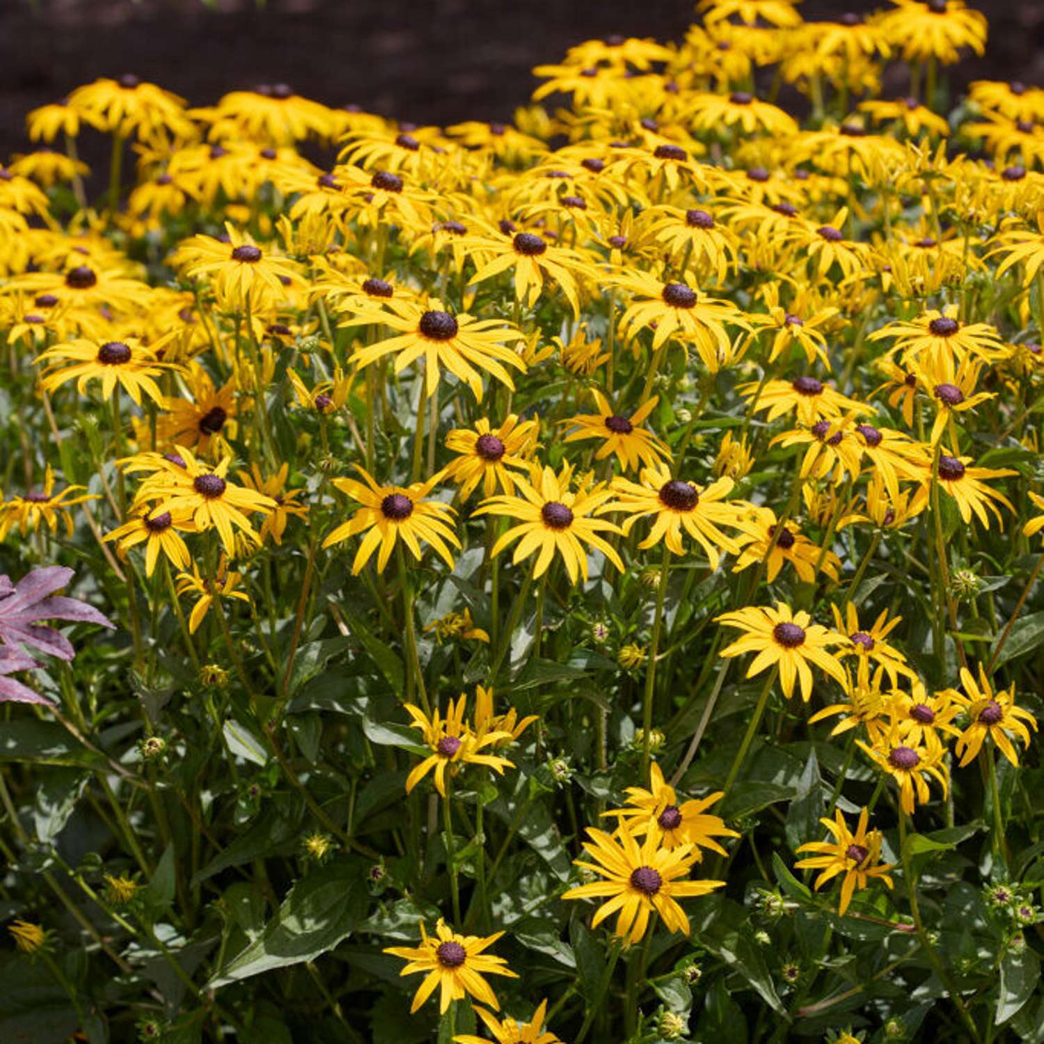 Sädepäivänhattu 'Goldsturm' (Rudbeckia fulgida var. sullivantii)